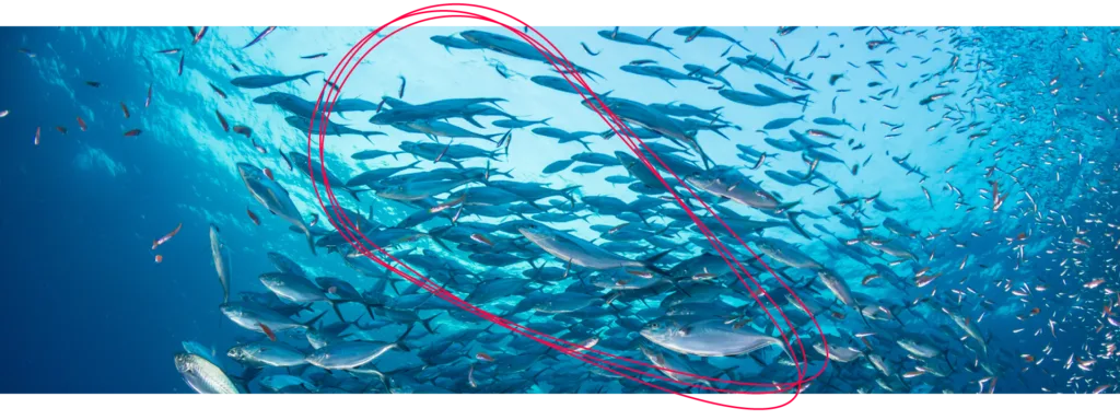 Ein Schwarm Fische unter Wasser